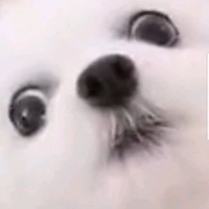 Meet your Posher, Lena